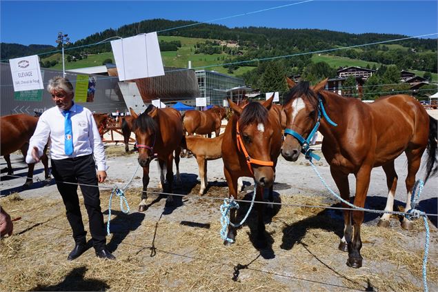 concours aux poulains17 - dr