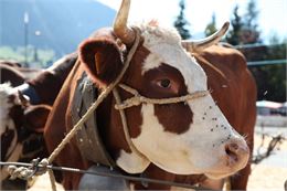 Concours agricole de la race Abondance_Megève - dr