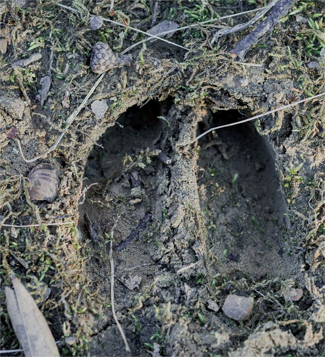 Initiation à la lecture des traces d’animaux - Festival du Film Nature_Saint-Gervais-les-Bains