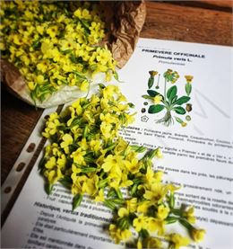 Randonnée Plantes sauvages et médicinales_Saint-Gervais-les-Bains - Clémence Cardot