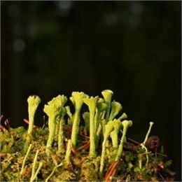 Stage Naturaliste : Lichens - Maison du Marais_Ceyzérieu - Maison du Marais de Lavours