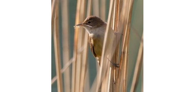 Initiation à l'ornithologie_Ceyzérieu - Maison du Marais de Lavours