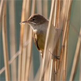 Initiation à l'ornithologie_Ceyzérieu - Maison du Marais de Lavours