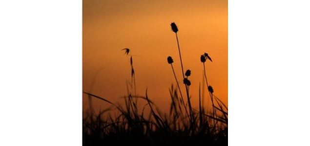La nuit, tous les sens sont éveillés_Ceyzérieu - Maison du Marais de Lavours