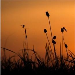 La nuit, tous les sens sont éveillés_Ceyzérieu - Maison du Marais de Lavours