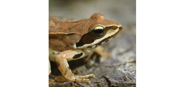 Crapauds, grenouilles et compagnie (4-7ans) - Maison du Marais de Lavours_Ceyzérieu - Maison du Mara