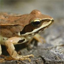 Crapauds, grenouilles et compagnie (4-7ans) - Maison du Marais de Lavours_Ceyzérieu - Maison du Mara