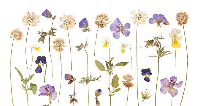 Mon premier herbier (4-7ans) - Maison du Marais de Lavours_Ceyzérieu - Maison du Marais de Lavours