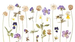 Mon premier herbier (4-7ans) - Maison du Marais de Lavours_Ceyzérieu - Maison du Marais de Lavours