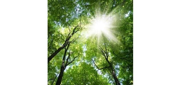 Gardien.nes de la forêt (7-13ans) - Marais de Lavours_Ceyzérieu - Maison du Marais de Lavours