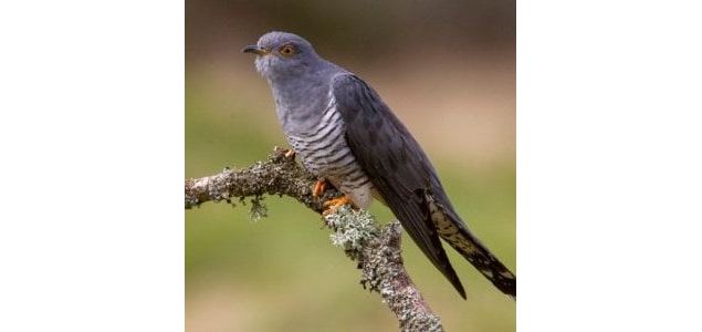 Atelier : Coucou où es-tu ? (6-12 ans) - Maison du Marais de Lavours_Ceyzérieu - Maison du Marais de