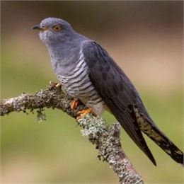 Atelier : Coucou où es-tu ? (6-12 ans) - Maison du Marais de Lavours_Ceyzérieu - Maison du Marais de