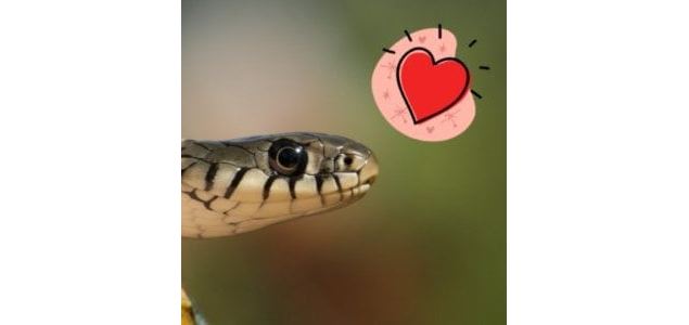 Atelier : Ssssserpent ! (4-7 ans) - Maison du Marais de Lavours_Ceyzérieu - Maison du Marais de Lavo