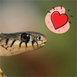 Atelier : Ssssserpent ! (4-7 ans) - Maison du Marais de Lavours_Ceyzérieu - Maison du Marais de Lavo