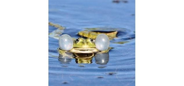 Mercredis des marm'eau - C'est la fête à la grenouille ! (Parents-enfants de 3 à 5 ans) - Maison du 