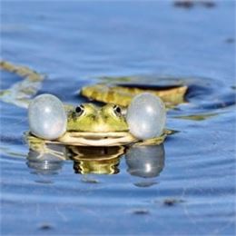 Mercredis des marm'eau - C'est la fête à la grenouille ! (Parents-enfants de 3 à 5 ans) - Maison du 