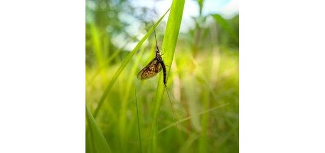 COMPLET : Une vie d'éphémère ! (7-13 ans) - Maison du Marais de Lavours_Ceyzérieu - Maison du Marais