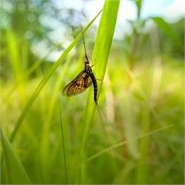 COMPLET : Une vie d'éphémère ! (7-13 ans) - Maison du Marais de Lavours_Ceyzérieu - Maison du Marais