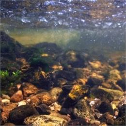 Les Musik'eaus (4-7 ans) - Maison du Marais de Lavours_Ceyzérieu - Maison du Marais de Lavours