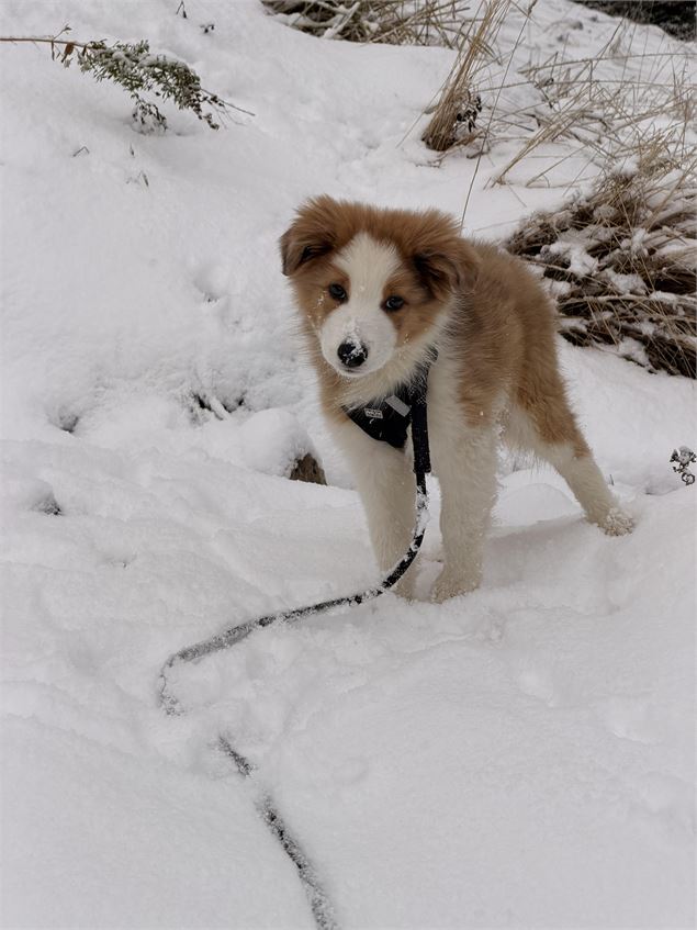 Chiot - Cindy Parisse