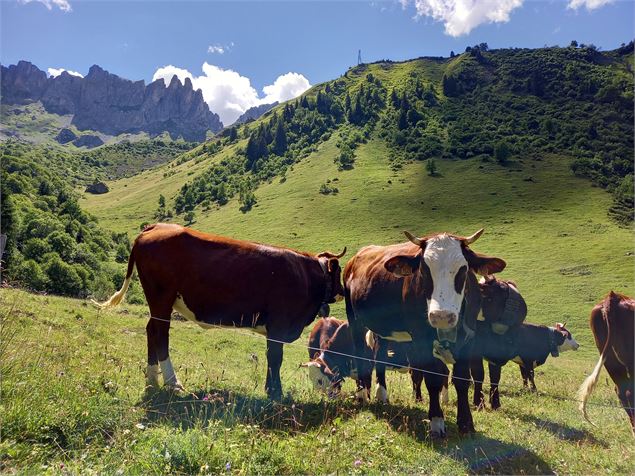Jeunes Abondances en alpage - Mylène Perrin CCPMB