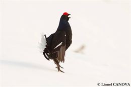Tétras lyre - Lionel CANOVA