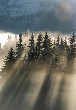 La forêt des signes_Combloux - Marine Martin