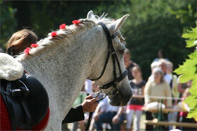 Concours de Dressage - Pixabay