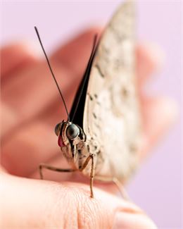 Conférence-Débat "Les petites bêtes dans le jardin"_Saint-Genix-les-Villages - Freepik