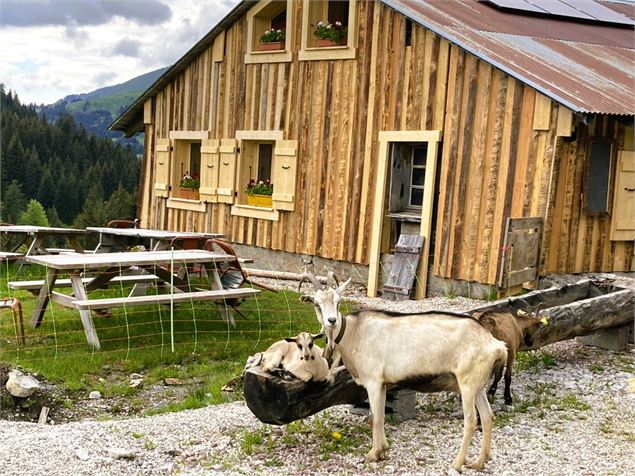 Petite balade gourmande à l’alpage - Geoparc Chablais