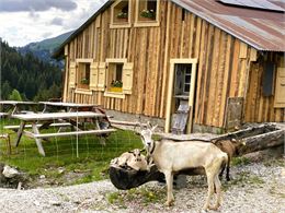 Petite balade gourmande à l’alpage - Geoparc Chablais
