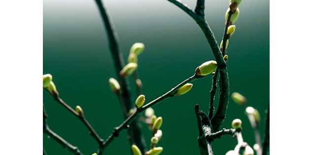 Atelier de création d'élixirs de bourgeons au Chalet d'Arvière_Arvière-en-Valromey - Pixabay