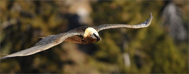 Gypaète barbu en vol - Jean Bisetti LPO