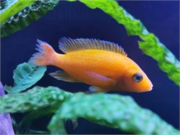 Un poisson au milieu des algues - Pixabay