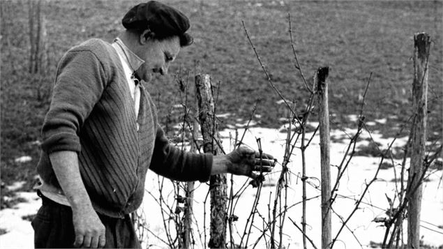 Homme face aux vignes - Notre Histoire - Musée de Rumilly