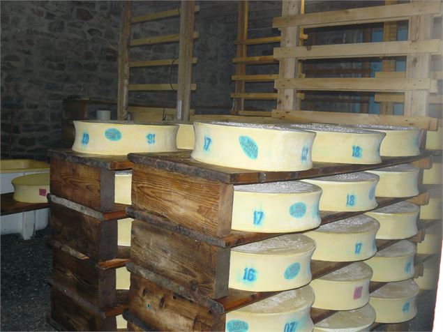 Beauforts dans la cave d'affinage - OT Valfréjus