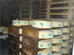 Beauforts dans la cave d'affinage - OT Valfréjus