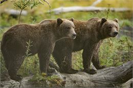 Exposition “KODIAK, l'île des grands ours” - Geoffrey Garce - Festival Du Film Nature_Saint-Gervais-