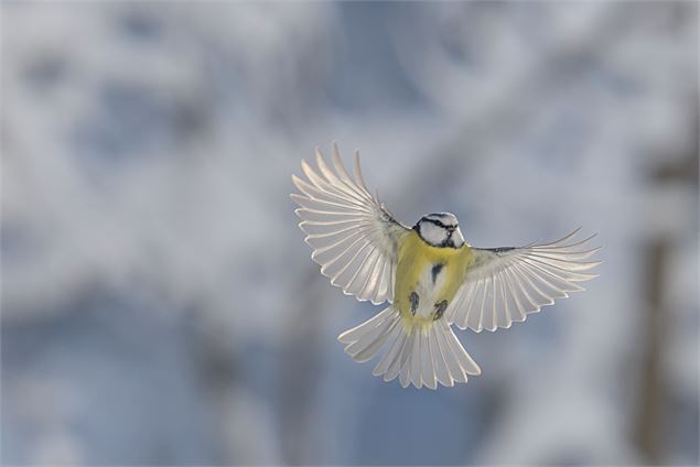 Exposition “Chemins croisés” - Gaspard Buttin - Festival Du Film Nature_Saint-Gervais-les-Bains - Ga
