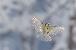 Exposition “Chemins croisés” - Gaspard Buttin - Festival Du Film Nature_Saint-Gervais-les-Bains - Ga