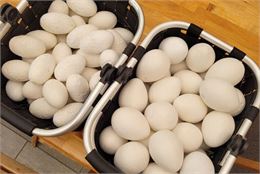 Chasse aux oeufs au Tropiquarium_Servion - Tropiquarium