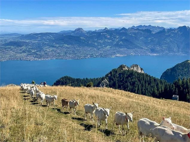 L'alpage de Neuvaz - Géoparc Chablais