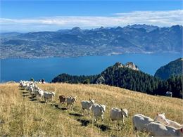 L'alpage de Neuvaz - Géoparc Chablais