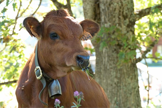 Vache tarine - DD - fondation-facim.fr