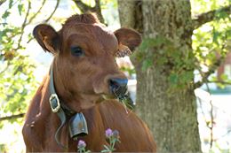 Vache tarine - DD - fondation-facim.fr