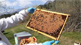 Apiculteur - Famille Berry