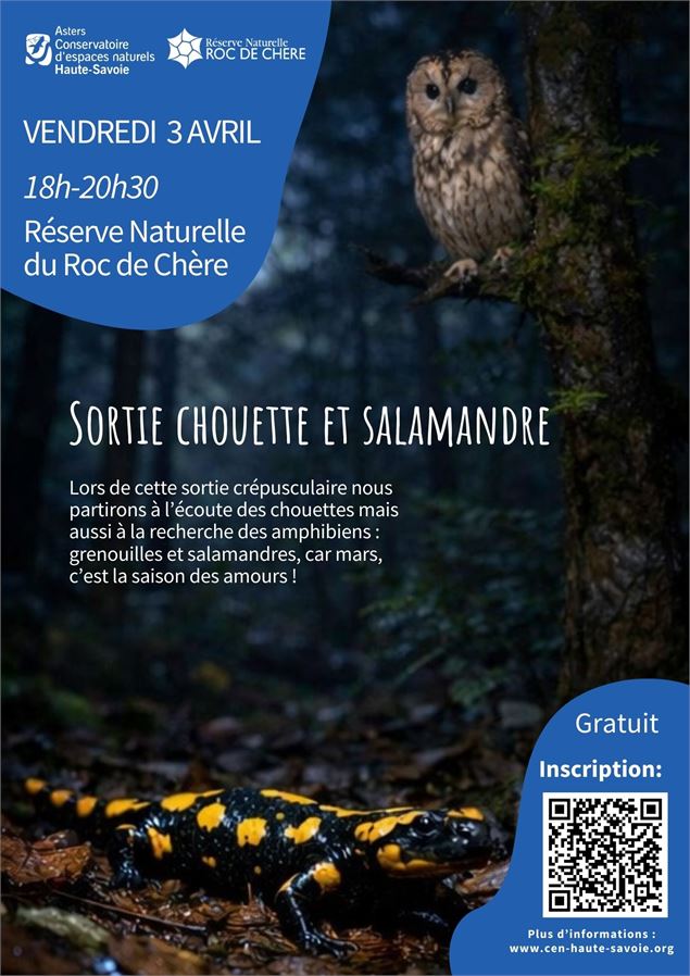 Sortie Chouette et Salamandre_Talloires-Montmin - Asters