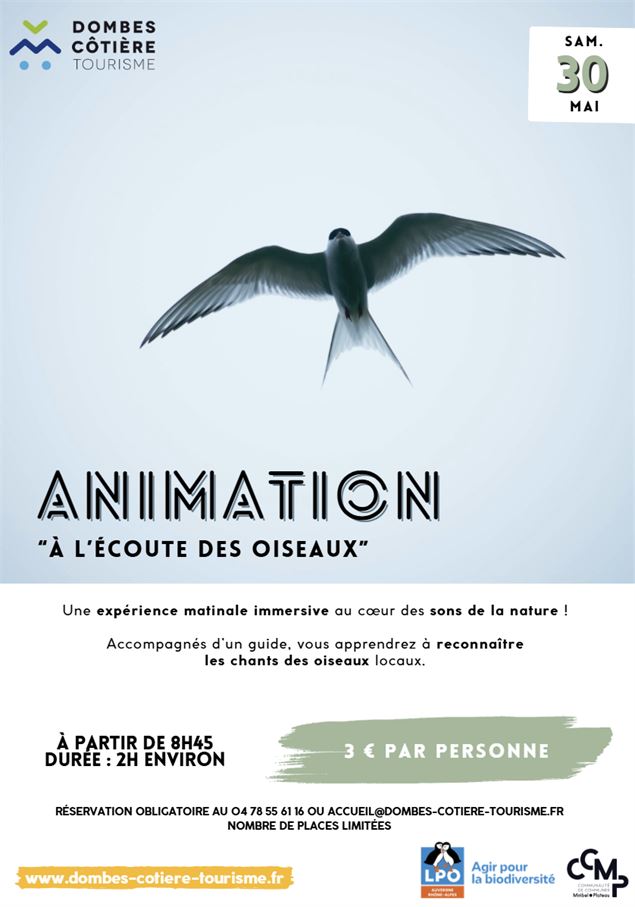 animation 