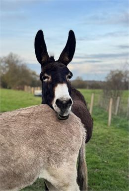 Devenez soigneur le temps d'un matin - TERRE DE REVES