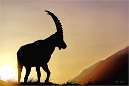 Un bouquetin devant le soleil couchant - Olivier Trompette